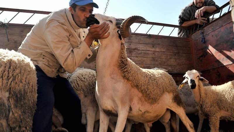 وزارة الفلاحة « عيد الاضحى مر في ظروف جيدة »