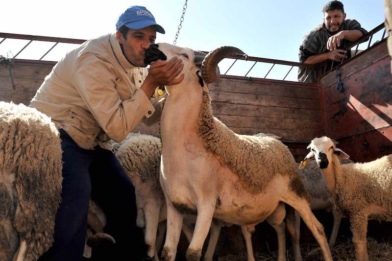 وزارة الفلاحة « عيد الاضحى مر في ظروف جيدة »