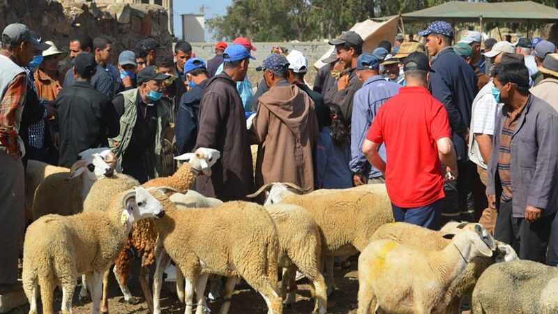 المغاربة انفقوا 16 مليار درهم في عيد الاضحى