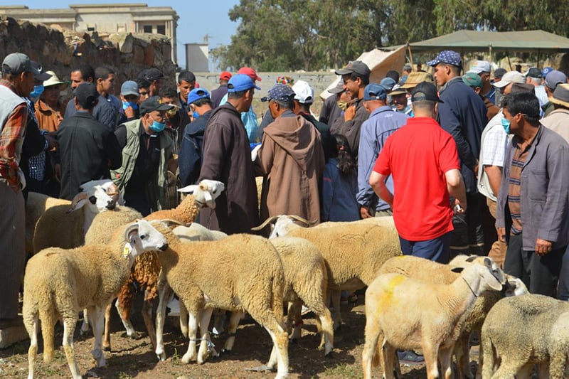 المغاربة انفقوا 16 مليار درهم في عيد الاضحى