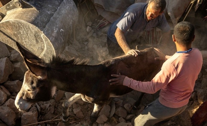 منظمة أمريكية تجمع الأموال للحيوانات المتضررة من الزلزال في المغرب