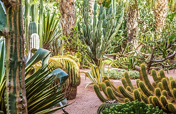 متحف “إيف سان لوران” بمراكش يحتضن معرضا مخصصا لنبات الصبار