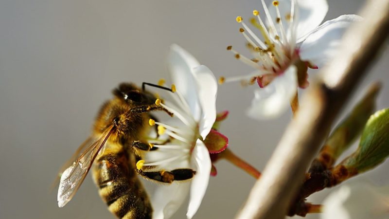 دراسة:  نحل العسل يحمي نفسه من درجات حرارة الهواء