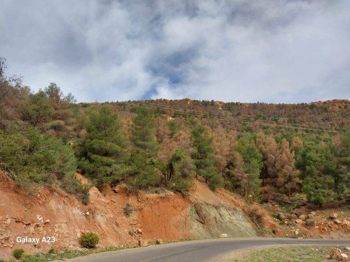 ضربة موجعة: تهديد حشرة  » السكوليت  » لغابات المغرب ومستقبل البيئة