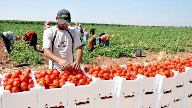 في عز الجفاف وارتفاع الأسعار..تصنيف المغرب الرابع عالميا في تصدير الخضر والفواكه