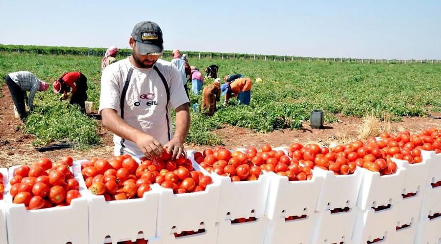 في عز الجفاف وارتفاع الأسعار..تصنيف المغرب الرابع عالميا في تصدير الخضر والفواكه