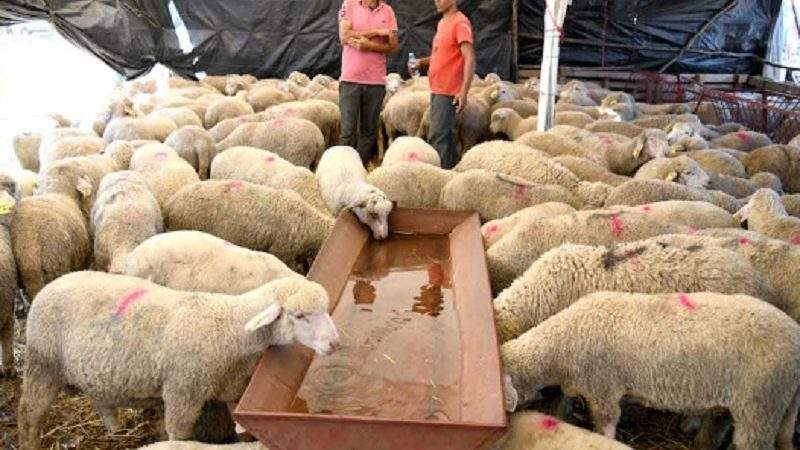 إعداد برنامج طموح ومتكامل لمواكبة « الكسابة » بعد إلغاء شعيرة ذبح الأضحية